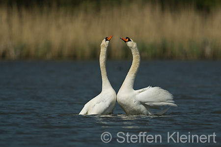 034 Höckerschwan - Paarung (Cygnus olor)